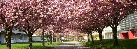 Bilder vom Neuenheimer Feld, Heidelberg und der Universität Heidelberg